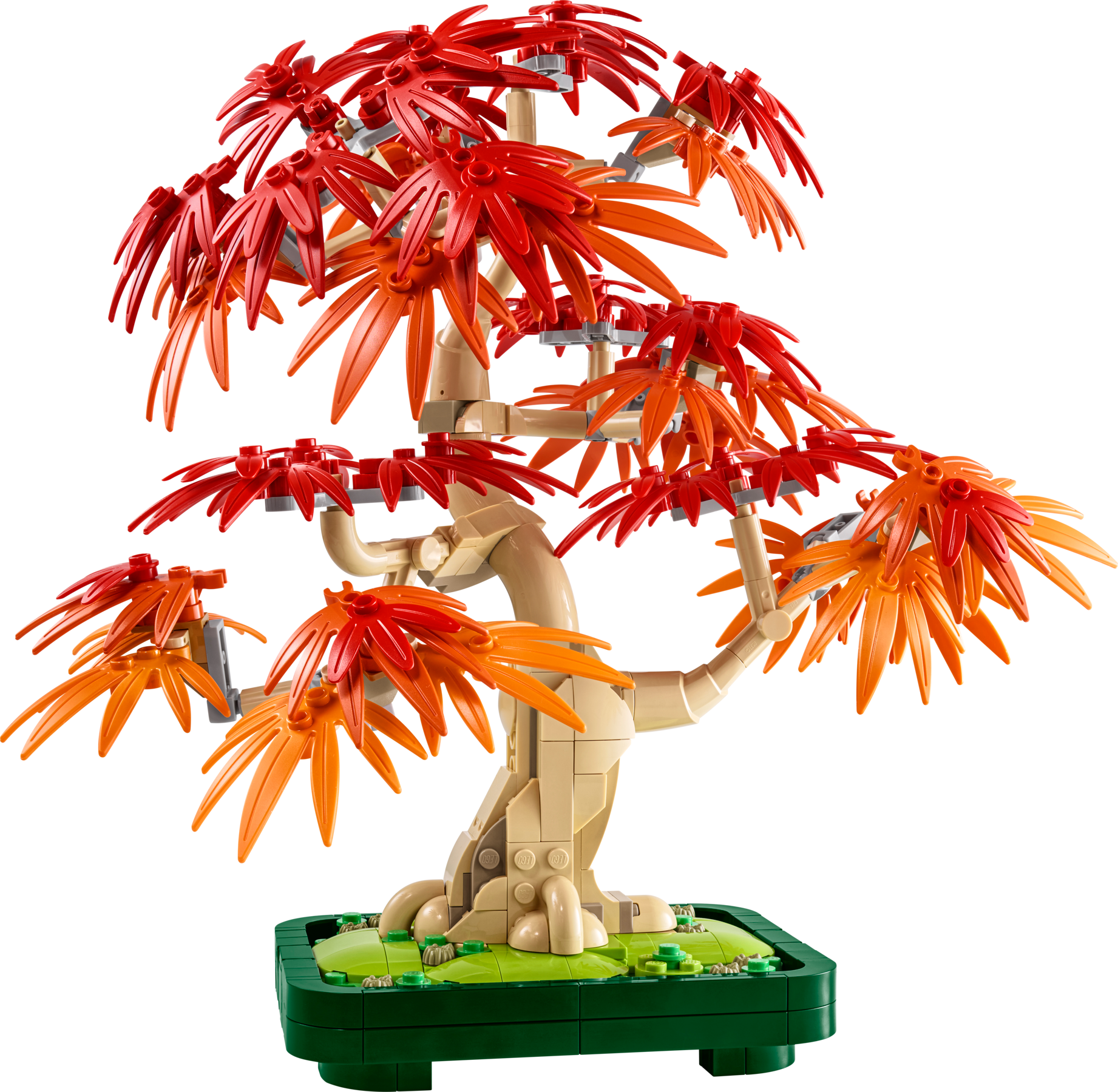 Japanese Red Maple Bonsai Tree