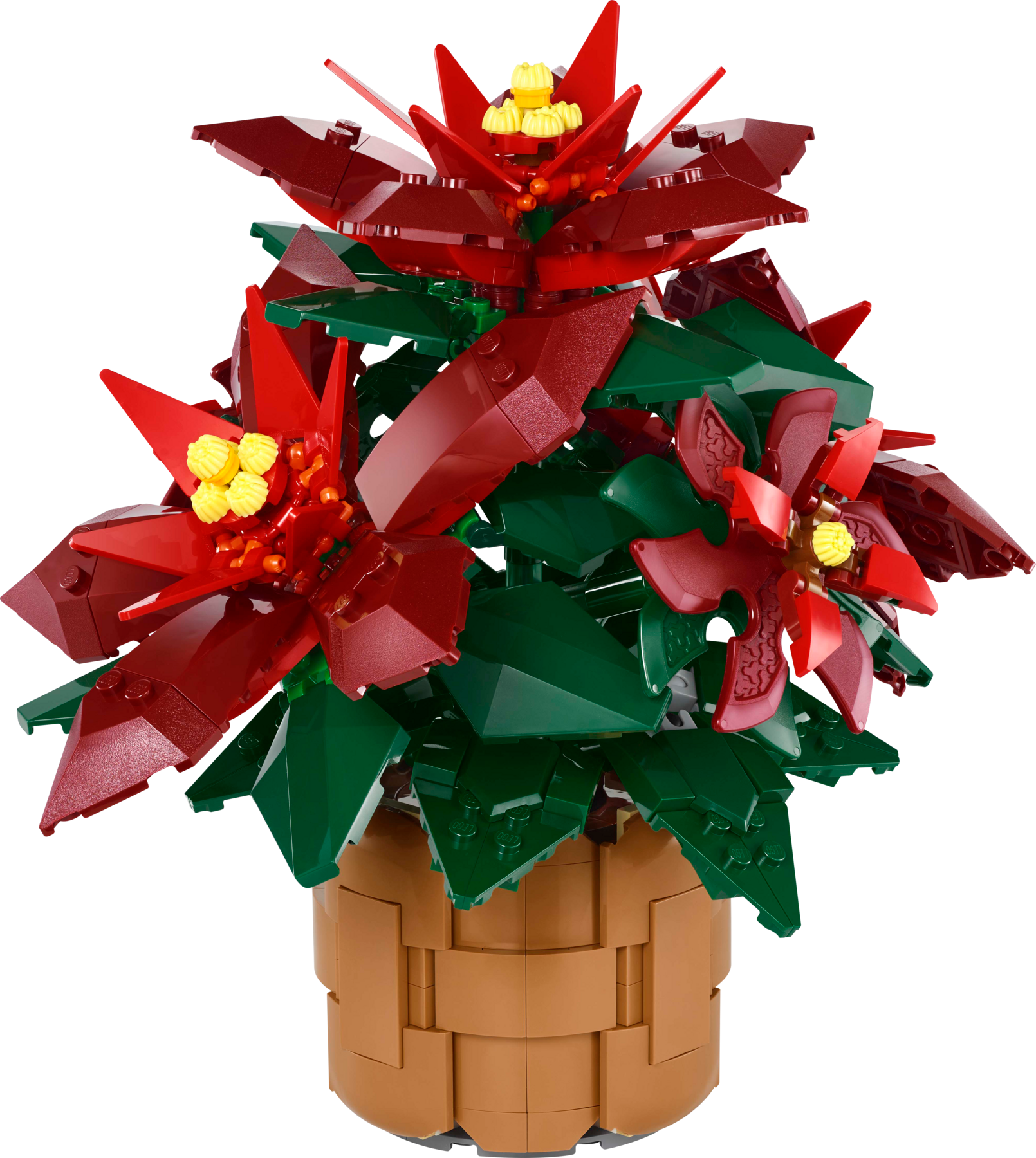 Poinsettia