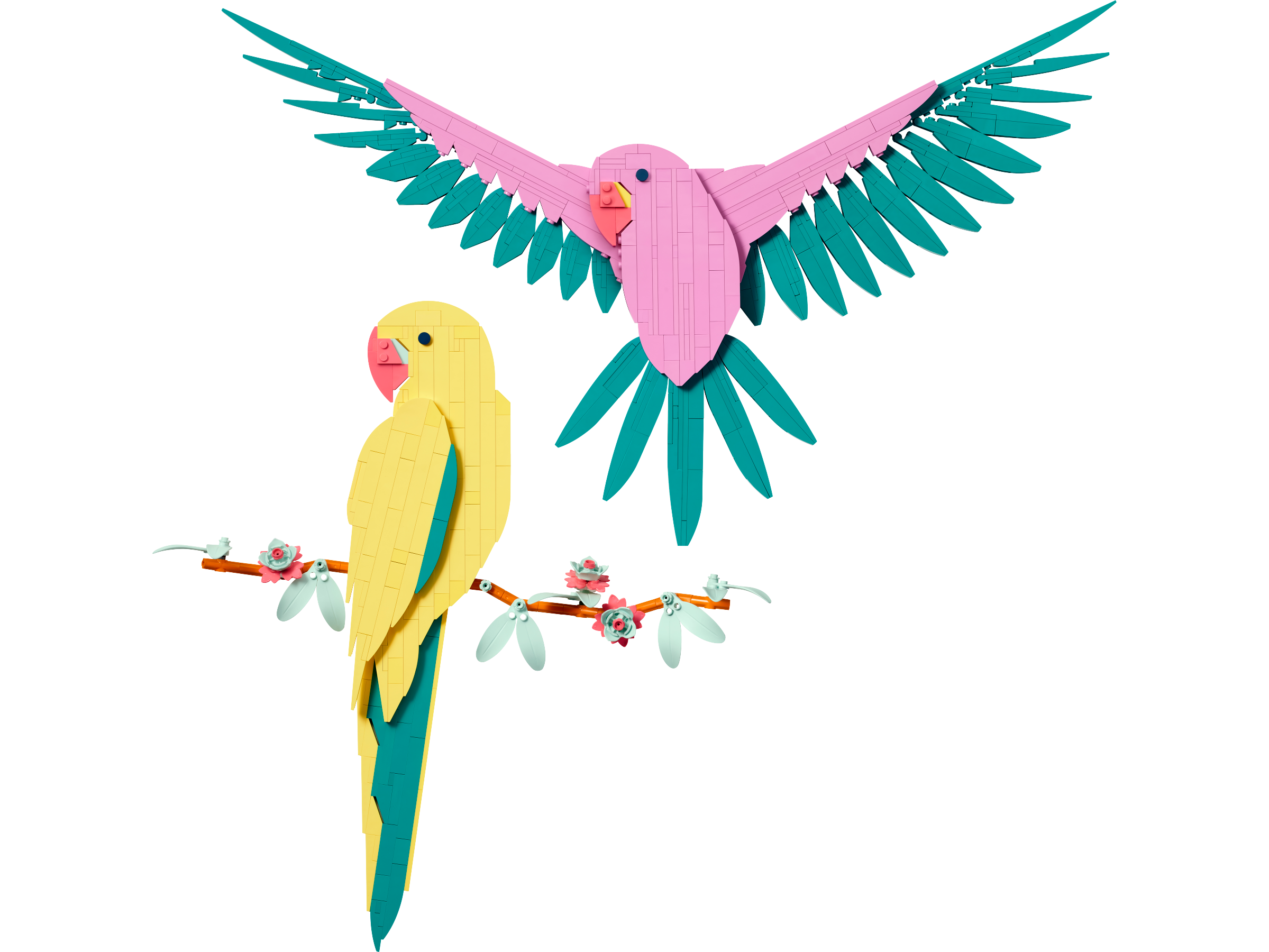 Macaw Parrots
