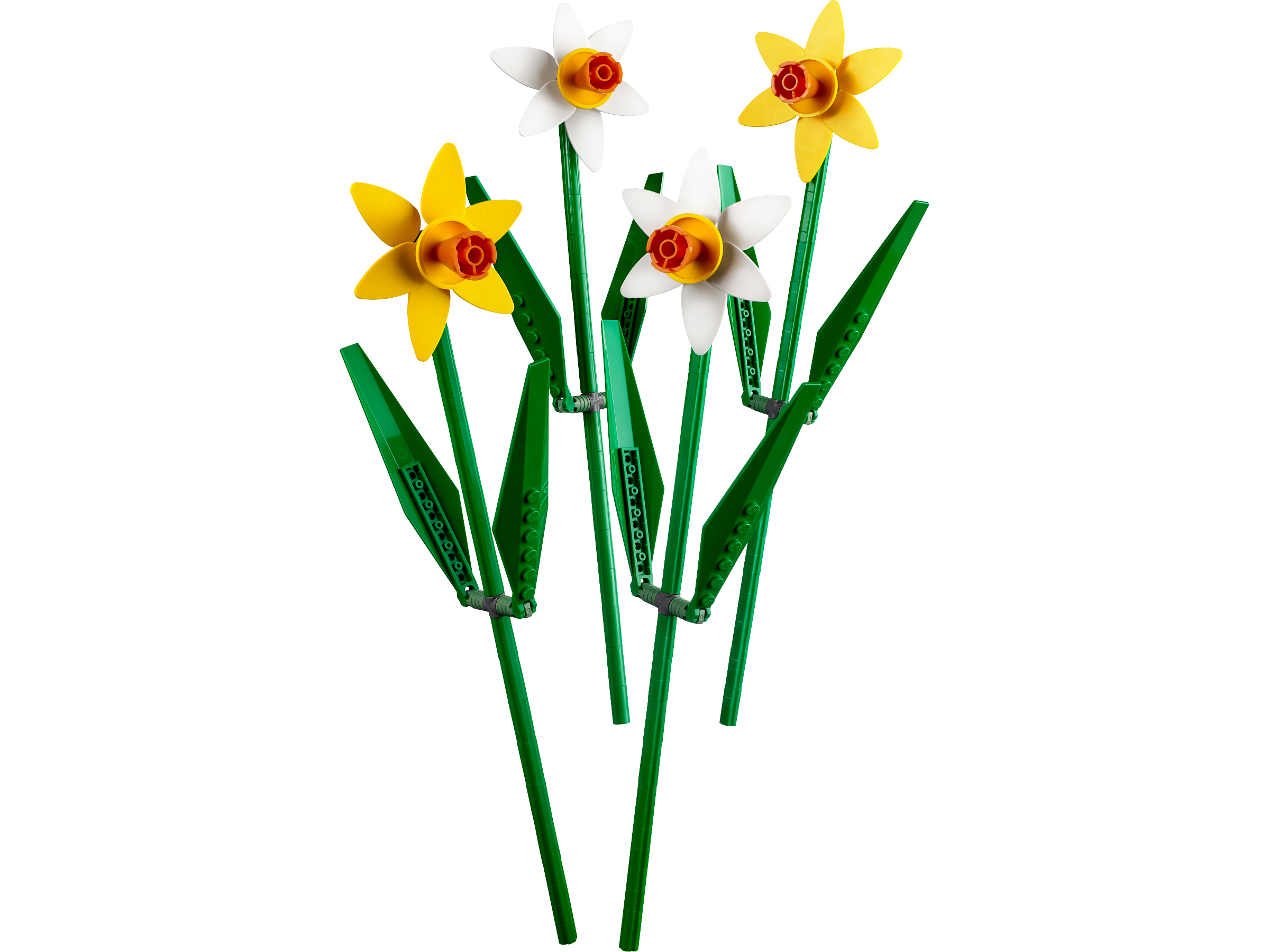 Daffodils