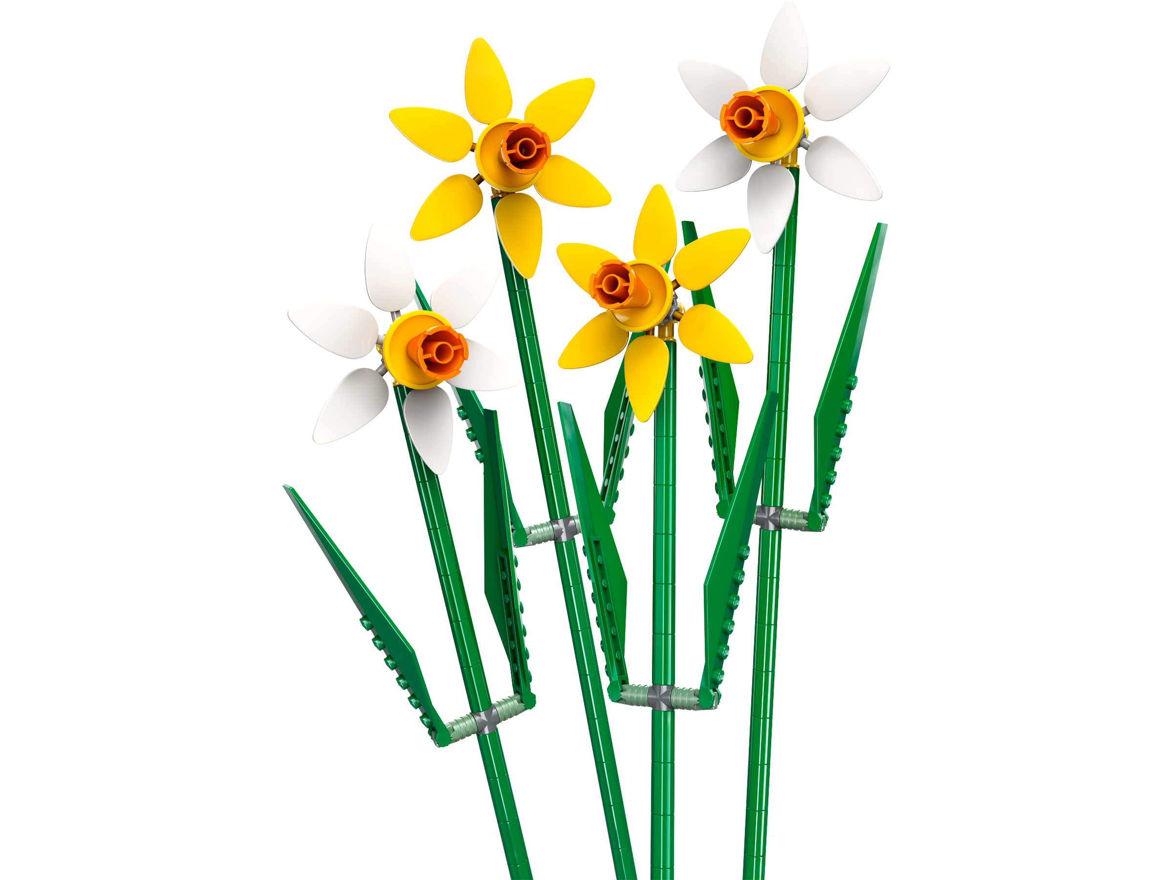 Daffodils
